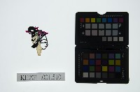 皮影戲偶頭-武旦藏品圖，第1張