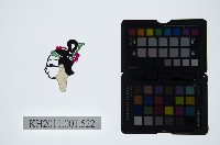 皮影戲偶頭-旦藏品圖，第1張