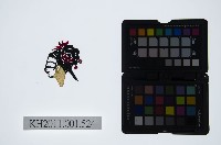 皮影戲偶頭-旦藏品圖，第1張