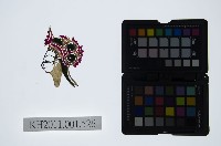 皮影戲偶頭-旦藏品圖，第1張