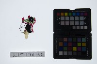 皮影戲偶頭-旦藏品圖，第1張