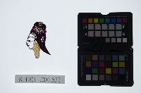 皮影戲偶頭-旦藏品圖，第1張