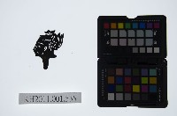 皮影戲偶頭-旦藏品圖，第1張