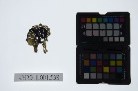 皮影戲偶頭-旦藏品圖，第1張