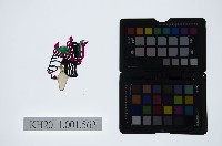 皮影戲偶頭-旦藏品圖，第1張