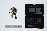 皮影戲偶頭-旦藏品圖，第1張