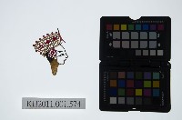 皮影戲偶頭-生藏品圖，第1張