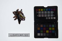 皮影戲偶頭-淨藏品圖，第1張