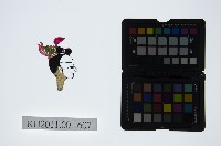 皮影戲偶頭-生藏品圖，第1張