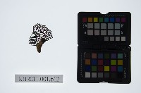 皮影戲偶頭-淨藏品圖，第1張