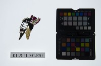 皮影戲偶頭-末藏品圖，第1張