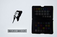 皮影戲偶頭-末藏品圖，第1張