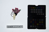 皮影戲偶頭-生藏品圖，第1張