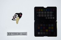 皮影戲偶頭-生藏品圖，第1張