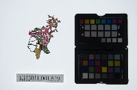 皮影戲偶頭-生藏品圖，第1張