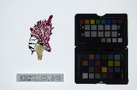 皮影戲偶頭-生藏品圖，第1張