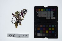 皮影戲偶頭-生藏品圖，第1張