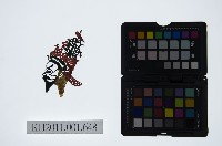 皮影戲偶頭-生藏品圖，第1張