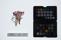 皮影戲偶頭-生藏品圖，第1張