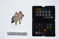 皮影戲偶頭-淨藏品圖，第1張