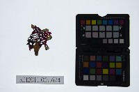 皮影戲偶頭-生藏品圖，第1張