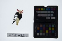 皮影戲偶頭 末藏品圖，第1張