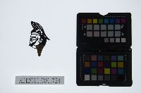 皮影戲偶頭-雜藏品圖，第1張