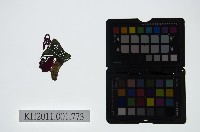 皮影戲偶頭-淨藏品圖，第1張