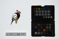 皮影戲偶頭-末藏品圖，第1張