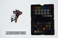 皮影戲偶頭-末藏品圖，第1張