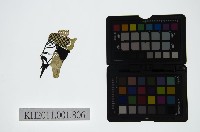 皮影戲偶頭-末藏品圖，第1張