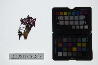 皮影戲偶頭-末藏品圖，第1張