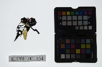 皮影戲偶頭-淨藏品圖，第1張