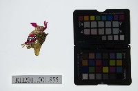 皮影戲偶頭-雜藏品圖，第1張