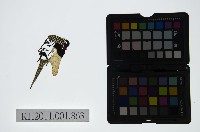 皮影戲偶頭-末藏品圖，第1張