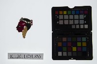 皮影戲偶頭-雜藏品圖，第1張