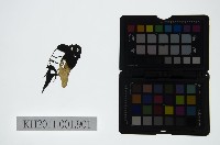 皮影戲偶頭-末藏品圖，第1張