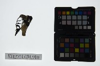 皮影戲偶頭-末藏品圖，第1張