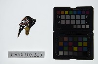 皮影戲偶頭-末藏品圖，第1張