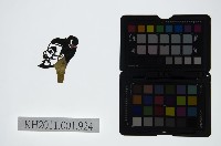 皮影戲偶頭-丑藏品圖，第1張