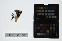 皮影戲偶頭-末藏品圖，第1張