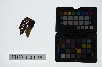 皮影戲偶頭-淨藏品圖，第1張