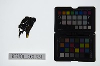 皮影戲偶頭-末藏品圖，第1張