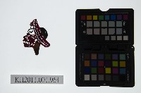 皮影戲偶頭-雜藏品圖，第1張