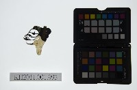 皮影戲偶頭-丑藏品圖，第1張