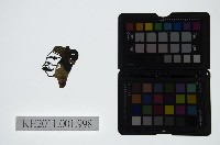 皮影戲偶頭-生藏品圖，第1張