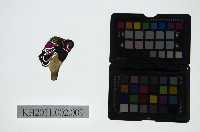 皮影戲偶頭-淨藏品圖，第1張