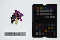 皮影戲偶頭-淨藏品圖，第1張