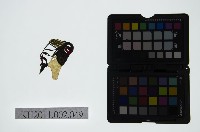 皮影戲偶頭-末藏品圖，第1張