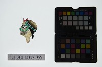 皮影戲偶頭-雜藏品圖，第1張